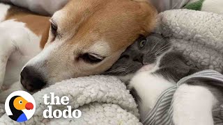 This Beagle Is Proof You Can Always Love Again  The Dodo Odd Couples [upl. by Rossy]