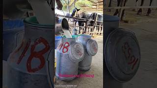 motivation studycalf subscribe cow dairy dairyfarming farming farm badiwalcowfarming [upl. by Enelegna465]