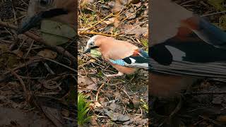 The Eurasian Jays Rasping Call  Bird Sounds shorts [upl. by Dougherty]