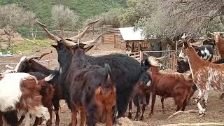 Livadia goats of Greece [upl. by Adnilema]