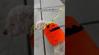 Mr Darcy on a walk youtube fyp cute mrdarcy ksi viralvideo aww cute dog halloween [upl. by Shiverick]