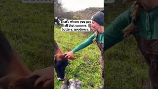 Dairy Farming with Jersey Cows shorts [upl. by Honniball938]