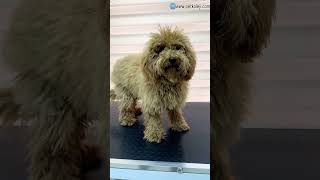 Toy Poodle Tıraşı ve Bakımı  Beylikdüzü Pet ve Köpek Kuaförü [upl. by Luz]