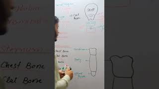 Sternum class 12 humanskeleton skeletalsysyem youtubeshorts biowithharoonkhan [upl. by Moe]