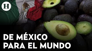 México es de los principales exportadores de fruta en el mundo [upl. by Anirehs862]