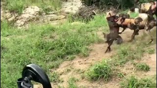 Wild dogs rip apart a warthog [upl. by Athallia]