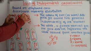 Lecture 7  Law of independent assortment  Mendels law of independent assortment [upl. by Yecnay]