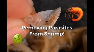 Removing Blood Sucking Parasites from Estuary Shrimp Compilation [upl. by Etnahc]