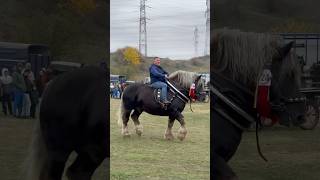 Armăsar greu stallion horse cowhorse horselover bighorse youtubeshorts animals romania big [upl. by Odraude]