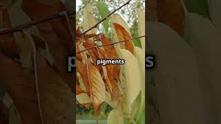 Why do leaves change colour in autumn [upl. by Jacqui]