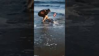 Man Helping Dolphin in Beach 🥲 [upl. by Garry818]