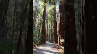 Redwood national forest 🌳 guess the age of this redwood trees [upl. by Zacharia]