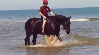 The Life Guards on Holkham Beach 2015 03 [upl. by Aslehc]