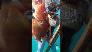 Sibelle killing it 🔥 spearfishing spearfish fish spearfishinglife fishing [upl. by Assehc]