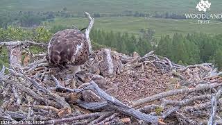 Louis the Loch Arkaig Osprey brings the fourth fish today but chick3 doesnt get any 13 Jun 2024 [upl. by Fairfax484]