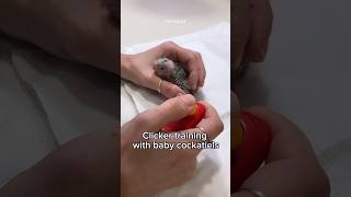 Clicker training baby cockatiel parrots Easy Hand feeding formula birds [upl. by Mullac]