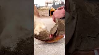 Hoof Trimming 🐎 shorts trending viralvideo facts [upl. by Thais273]