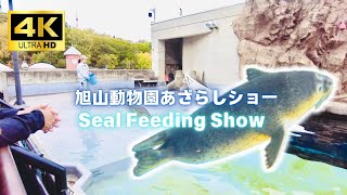 4K An Educational and Cute Seal Feeding Show in Asahiyama Zoo Asahikawa Hokkaido [upl. by Stelmach]