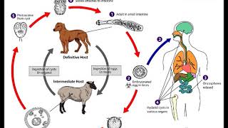 Parasitología 20 Sistemática de Metazoos parásitos Cestodos 3 [upl. by Hahsia]