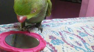 Green parrot talking in Tamil fluently [upl. by Syla144]