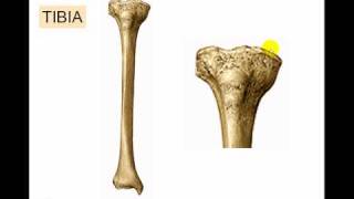 Osteologia de miembro inferior 6 [upl. by Rol]