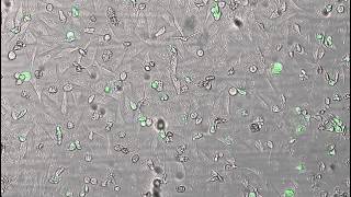 JuLI Stage Application Video Cell Apoptosis images for 40 hours [upl. by Didier168]