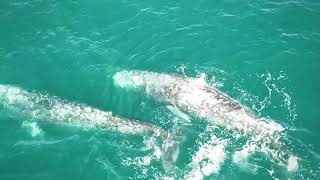 Incredible Aerial Footage of Gray Whales Mating During Migration Through Laguna Beach California [upl. by Ellehcrad]