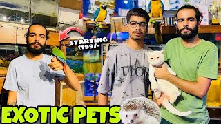 Ludhianas Hidden Gem Exotic Pet Shop Revealed [upl. by Ecyoj]