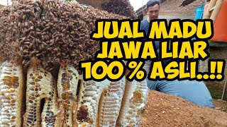 KULAKAN MADU LEBAH JAWA LIAR 🐝🐝🐝‼️ LANGSUNG NUNGGUIN PAS PANEN💯✅ [upl. by Palua]