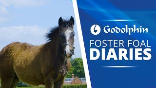 Diary of a Foster Foal [upl. by Baiel]