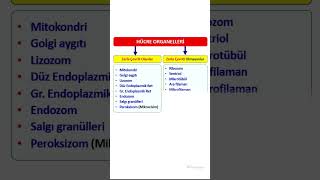 FİZYOLOGİC HÜCRE FİZYOLOJİSİ  HÜCRE ORGANELLERİ [upl. by Rawley]