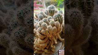 Pot bound cacti indoorplants cactus houseplants plant [upl. by Marashio]