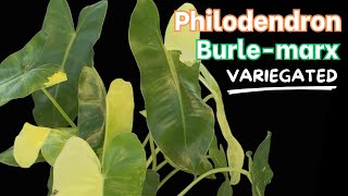 Philodendron Burlemarx VARIEGATED [upl. by Pickar]