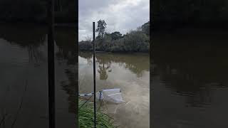 Whitebait patty time [upl. by Almeida]