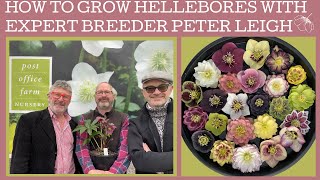 How to grow Hellebores with specialist breeder amp grower Peter Leigh of Post Office Farm Nursery [upl. by Eitsirk795]