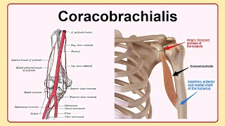 coracobrachialis [upl. by Monro]