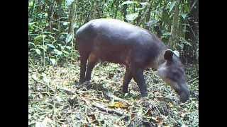 Bairds Tapir During Day in Nicaragua [upl. by Gnap]