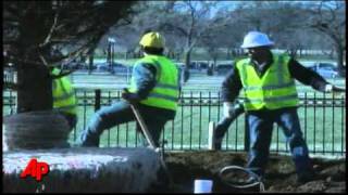 Raw Video DC Gets New National Christmas Tree [upl. by Atiuqad]