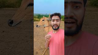 The Nilgai nilgai viralvideo youtubeshorts [upl. by Taryn218]