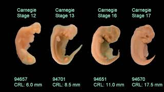 Embryology [upl. by Edialeda]