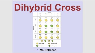 Dihybrid Cross [upl. by Poyssick]