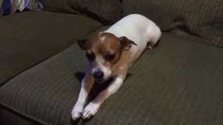 Cute Rat Terrier Chihuahua likes warm blankets from the dryer [upl. by Aig]