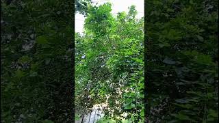 Kanuga plantbest for Skin problems teeth problemsSeedsBeraduLeavesOilayurveda garden [upl. by Airotna]