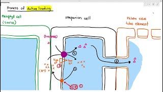 711 Active Loading of Sucrose in the Phloem Cambridge AS A Level Biology 9700 [upl. by Gnni115]