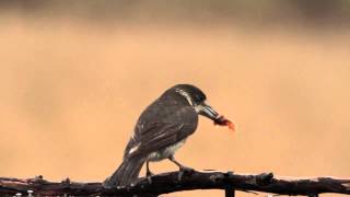 Grey Butcher Bird Hobart Tasmania [upl. by Cozmo407]