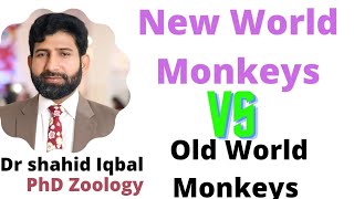 New World vs Old World Monkeys platyrrhine Catarrhine Gibbon Bibbon  Gorilla  Prehensile tail [upl. by Banerjee]