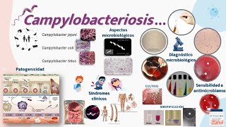 Campylobacter [upl. by Jangro491]