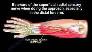 Anatomy Of The Brachioradialis Muscle  Everything You Need To Know  Dr Nabil Ebraheim [upl. by Yrian]