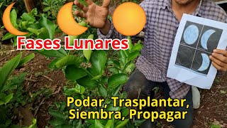 Como usar las fases lunares 🌖 🌙 para Podar Propagar Trasplantar y Sembrar  influencia de la luna [upl. by Hanej]