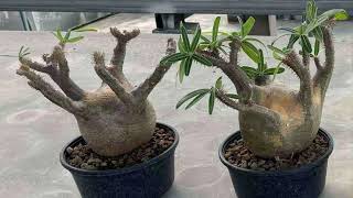 Pachypodium for preorder from Vietnam 🇻🇳 [upl. by Sherris]